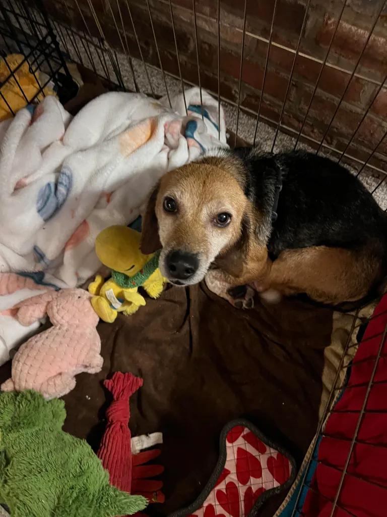 Enlarge Ginger George, a ADOPTABLE Beagle in Waldorf, MD image 4/5