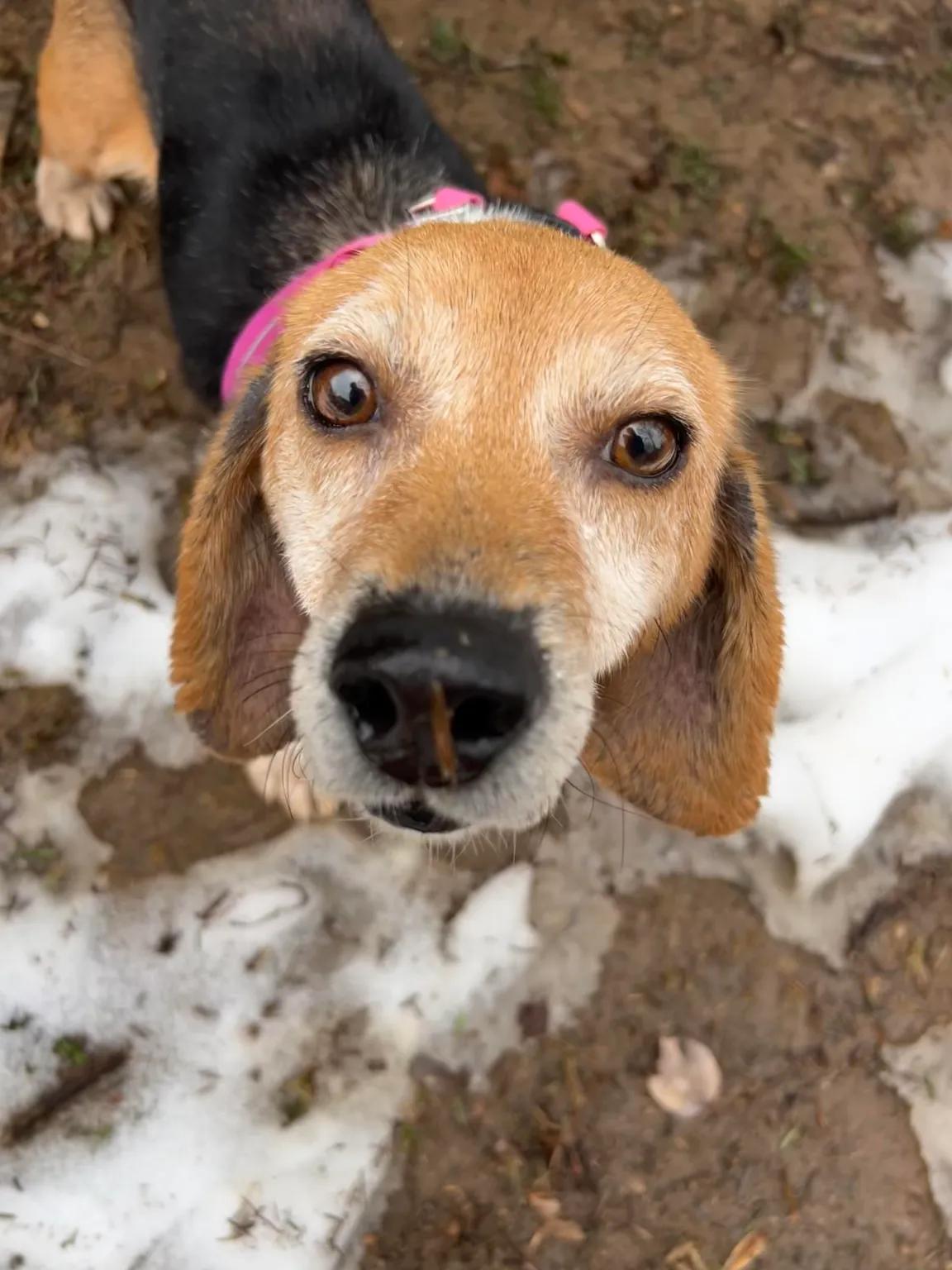 Enlarge Ginger George, a ADOPTABLE Beagle in Waldorf, MD image 2/5