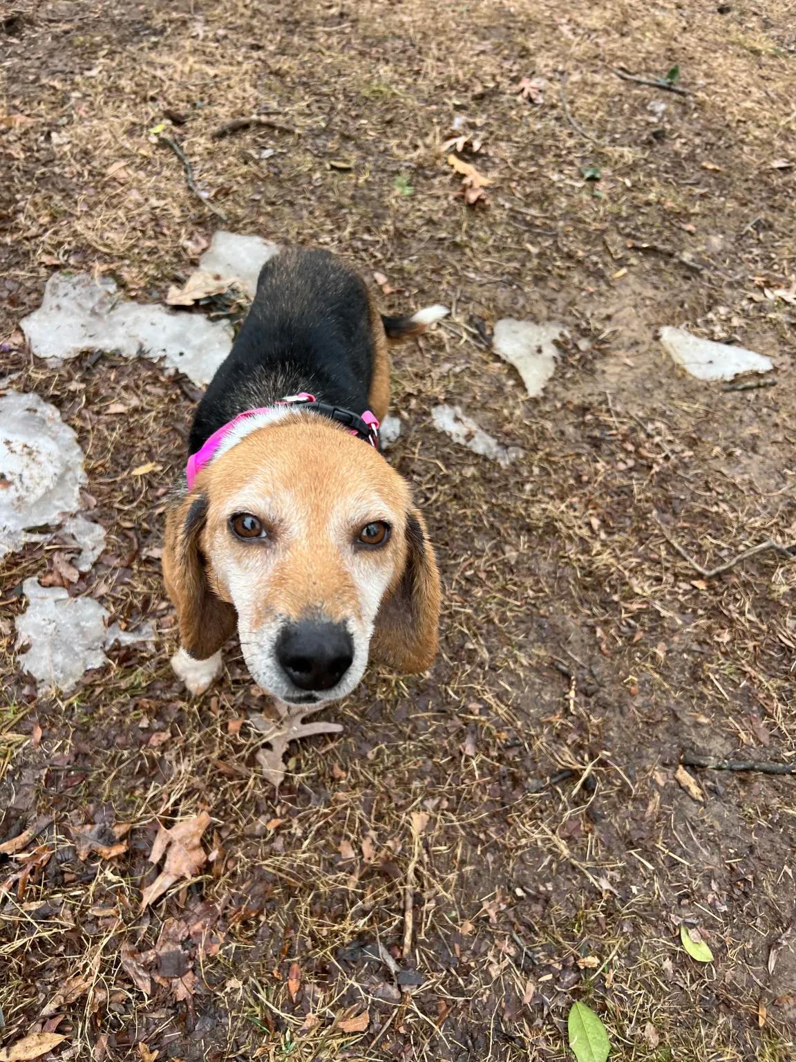 Enlarge Ginger George, a ADOPTABLE Beagle in Waldorf, MD image 5/5