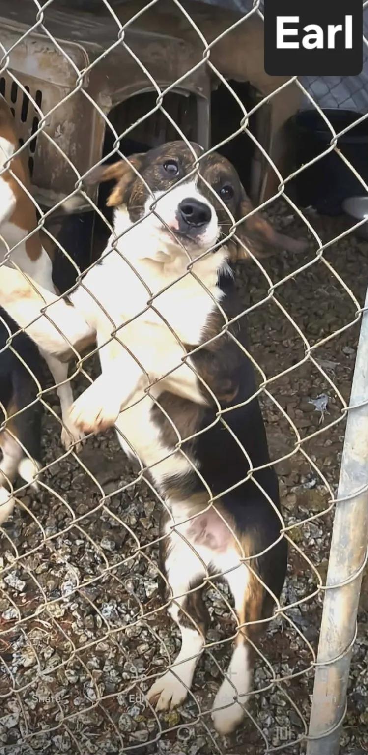 Enlarge Ginger George, a ADOPTABLE Beagle in Waldorf, MD image 3/5