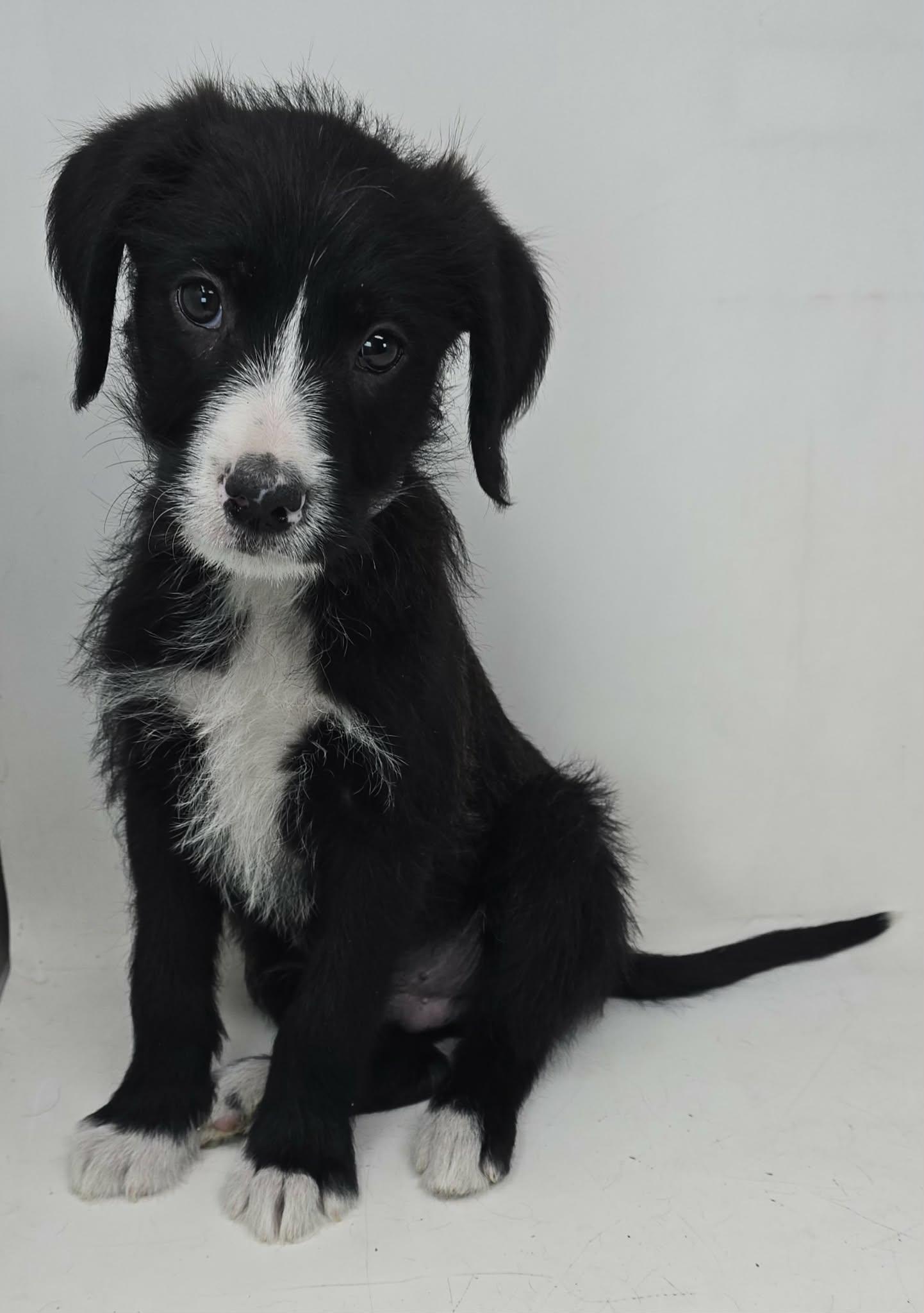Zenith King, adopted, Puppy Male Border Collie & Spaniel.