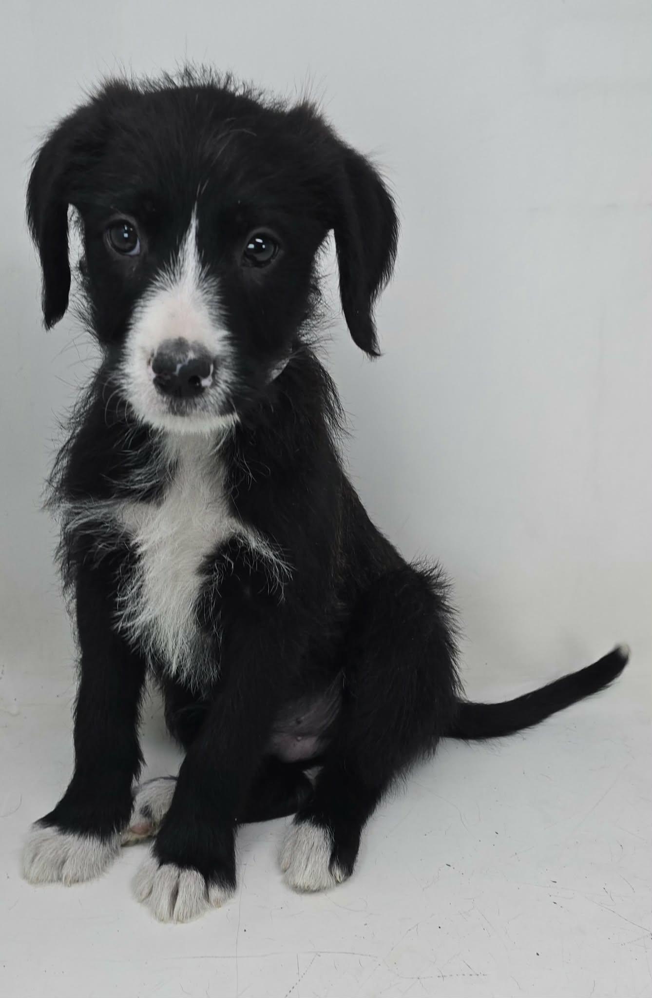 Enlarge Zenith King, an adopted mixed breed in Forest Hills, NY image 2/3