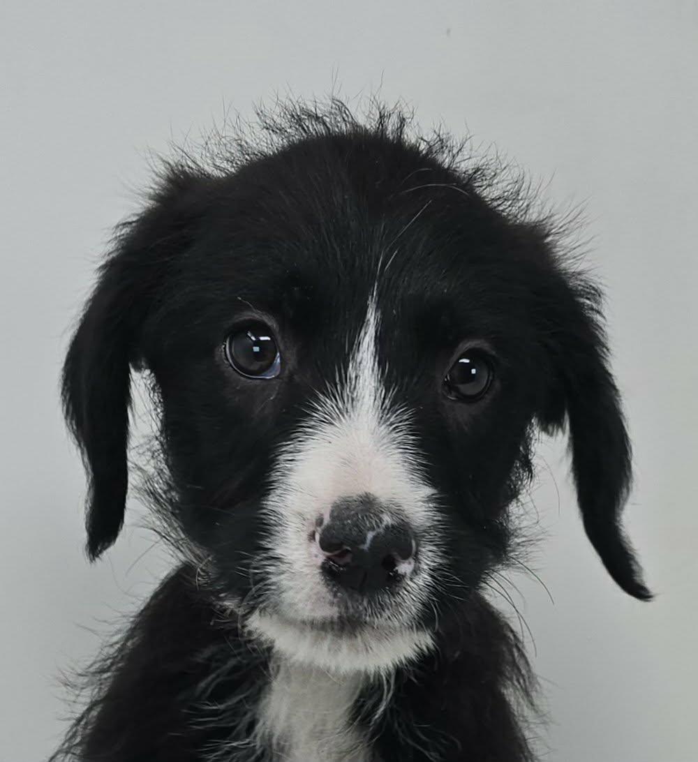 Enlarge Zenith King, an adopted mixed breed in Forest Hills, NY image 3/3