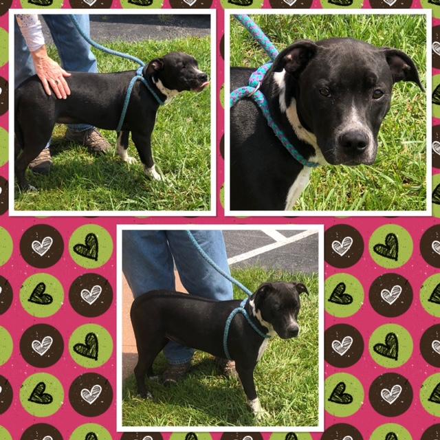 CHAOS, Adoptable, Young Female Pit Bull Terrier.