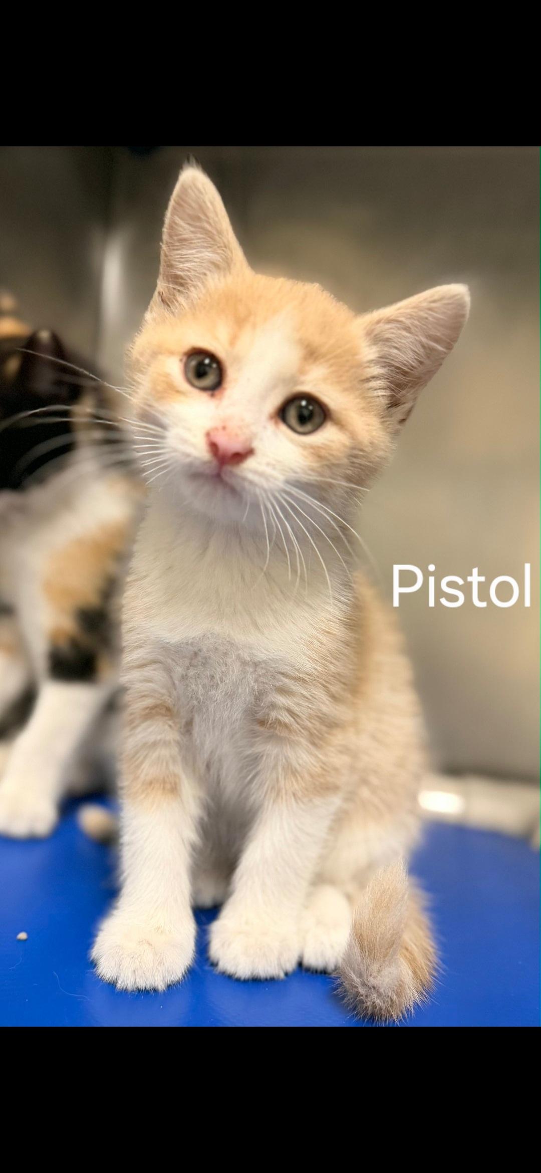 PISTOL, ADOPTABLE, Kitten Male Domestic Short Hair.