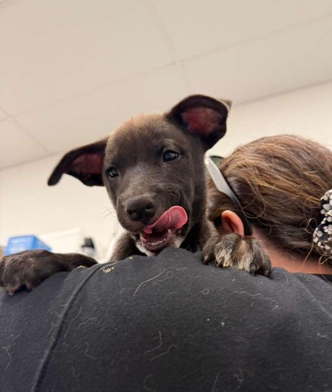 Tupac, Adoptable, Puppy Male Pit Bull Terrier & American Staffordshire Terrier.