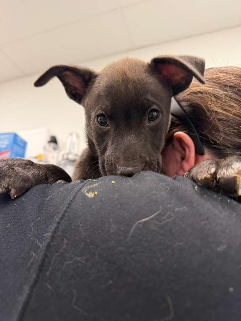 Enlarge Tupac, a Adoptable mixed breed in Phoenix, AZ image 2/4