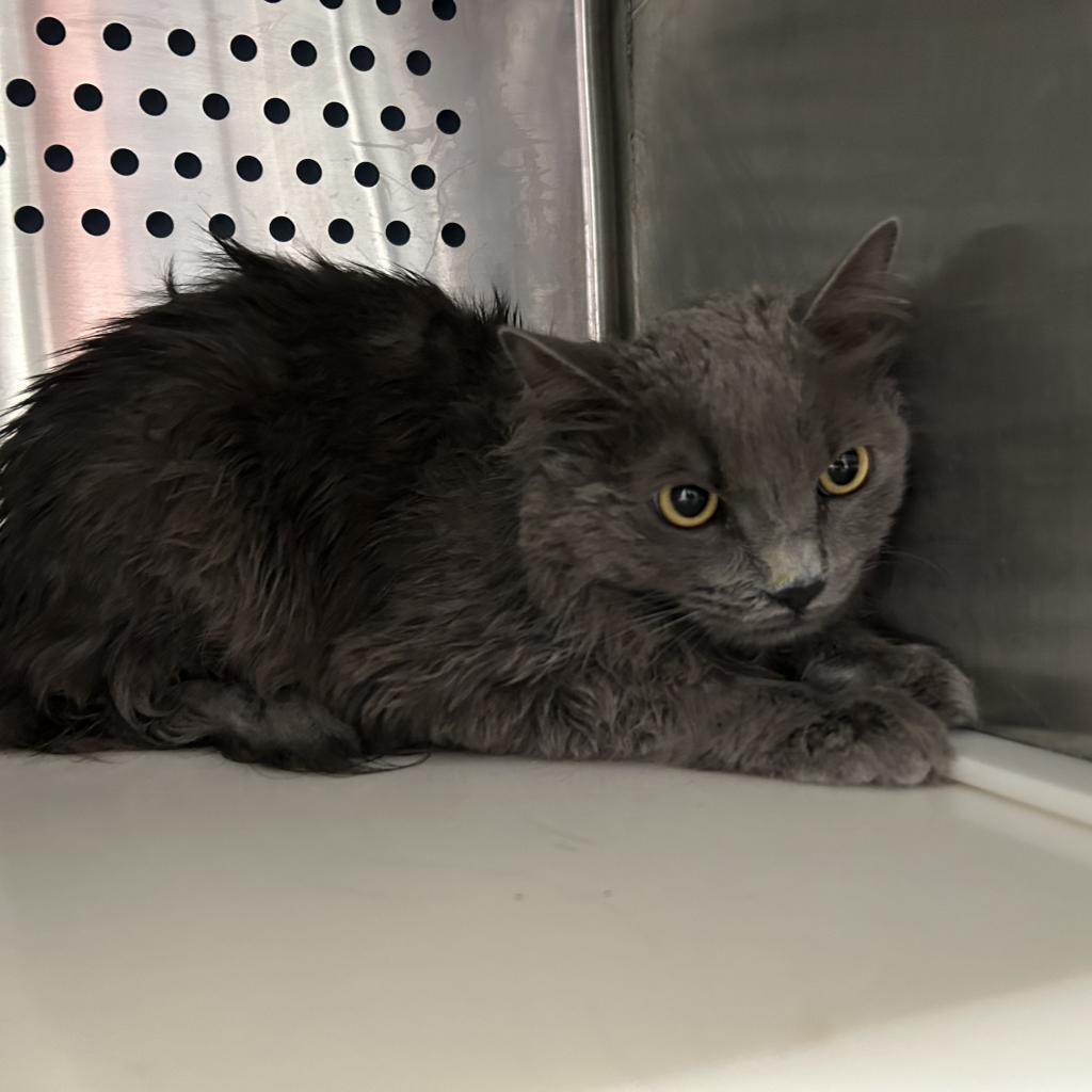 Stardust, Adoptable, Adult Male Domestic Long Hair.