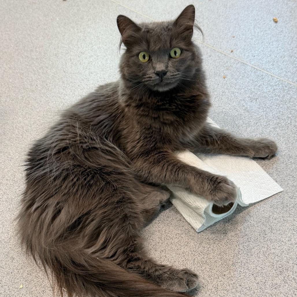 Stardust, Adoptable, Adult Male Domestic Long Hair.