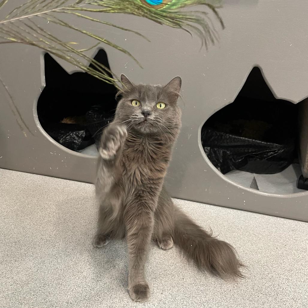 Stardust, a Adoptable Domestic Long Hair in Oyster Bay, NY image 2/6