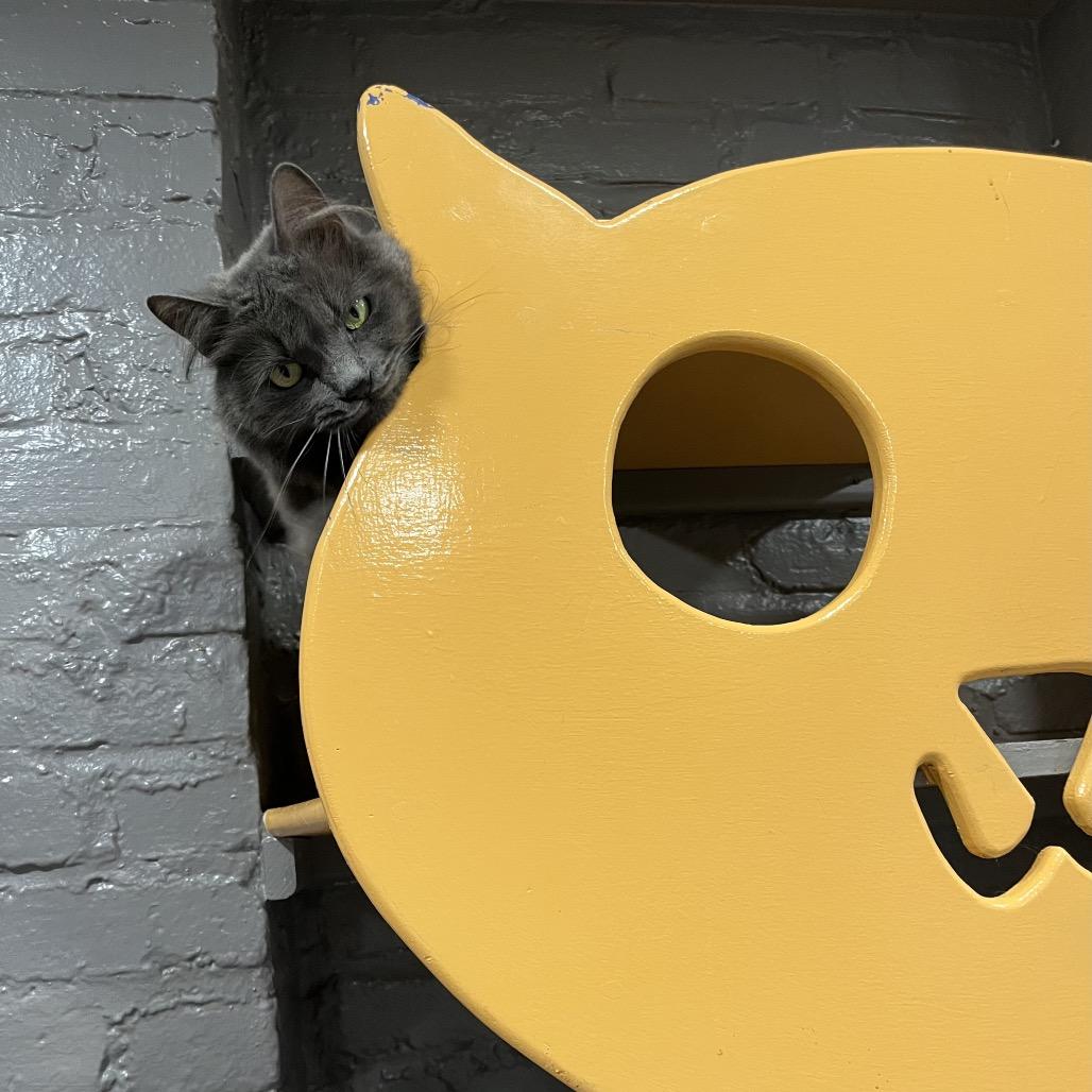 Enlarge Stardust, a Adoptable Domestic Long Hair in Oyster Bay, NY image 2/5