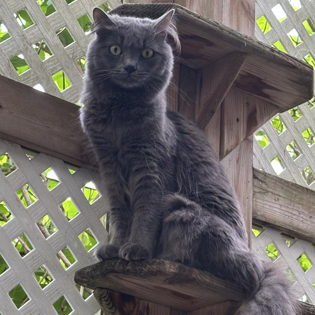 Stardust thumbnail 3