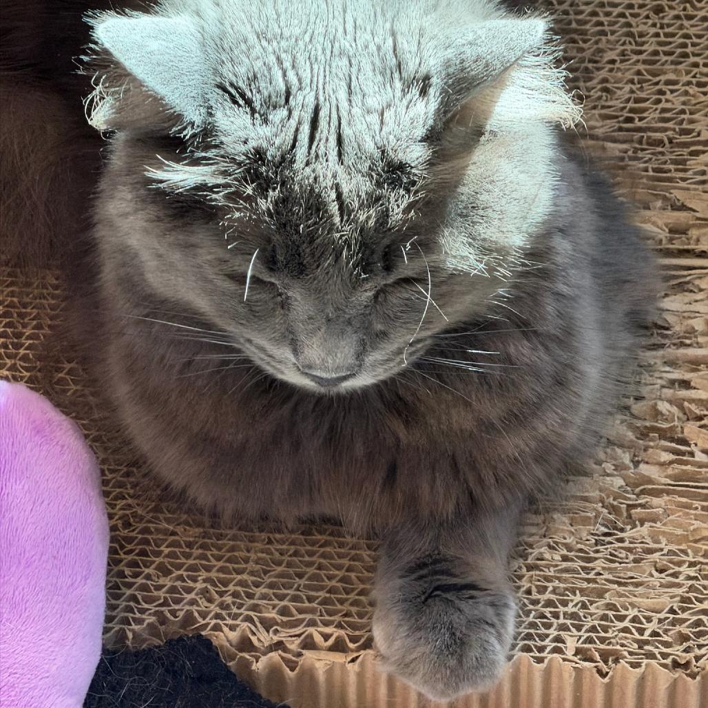 Stardust, a Adoptable Domestic Long Hair in Oyster Bay, NY image 5/6