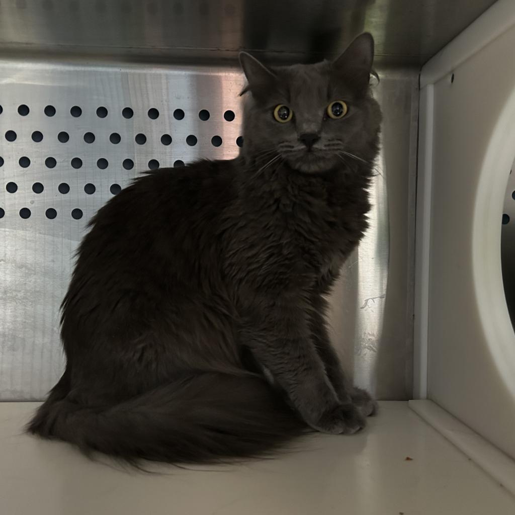 Enlarge Stardust, a Adoptable Domestic Long Hair in Oyster Bay, NY image 4/5