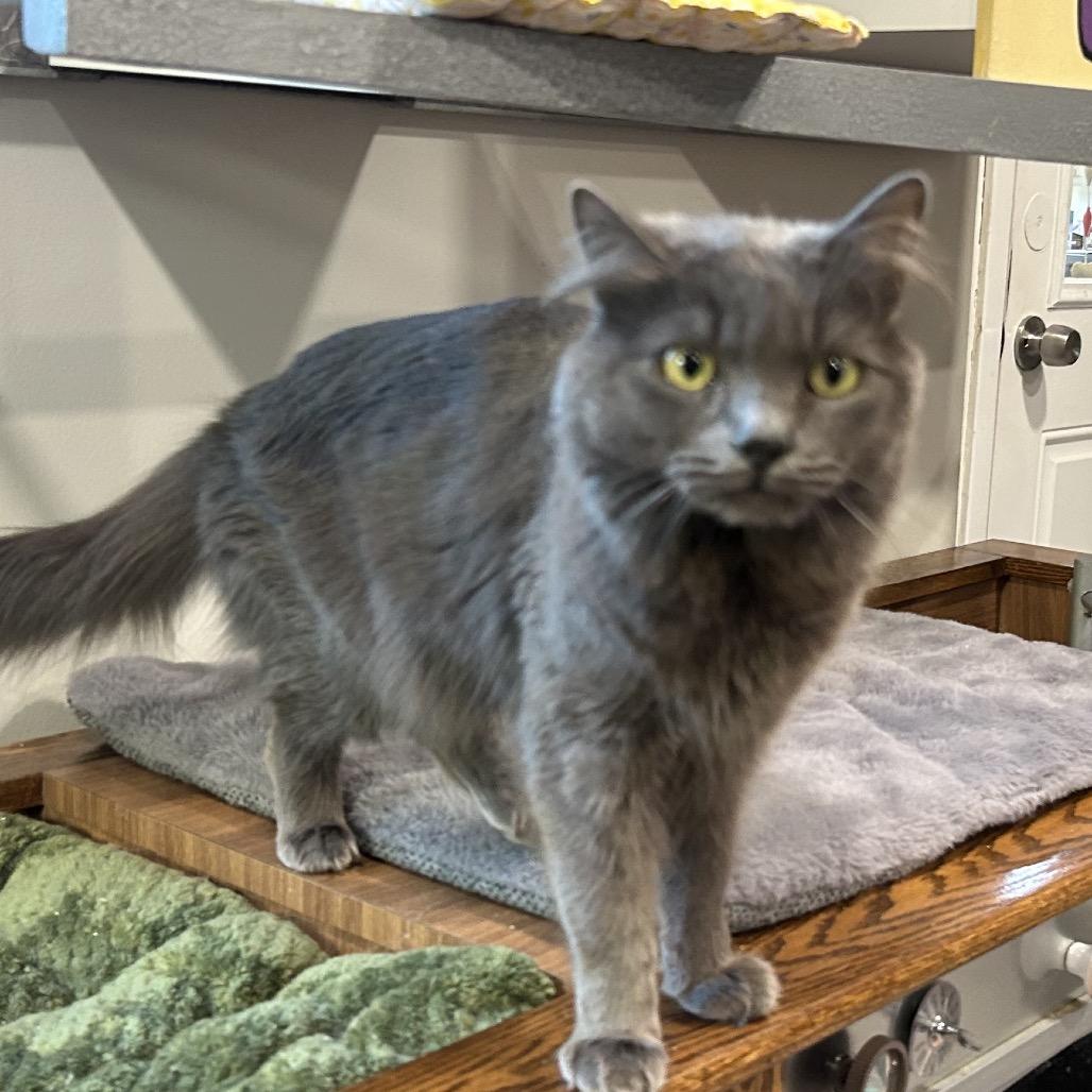 Enlarge Stardust, a Adoptable Domestic Long Hair in Oyster Bay, NY image 5/5