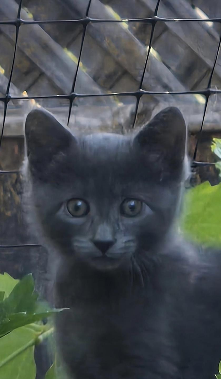 Enlarge Misty, an adopted Domestic Short Hair in Auburn, CA image 2/3