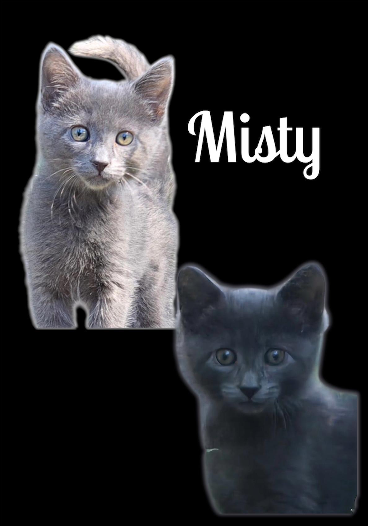 Misty, adopted, Kitten Female Domestic Short Hair.