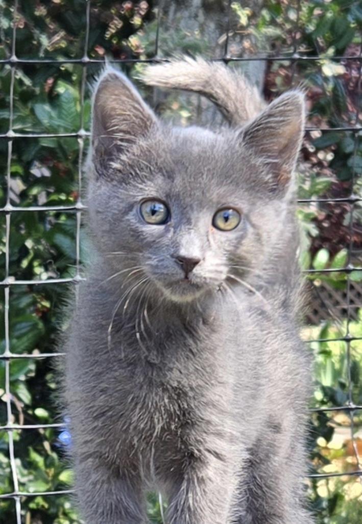 Enlarge Misty, an adopted Domestic Short Hair in Auburn, CA image 3/3