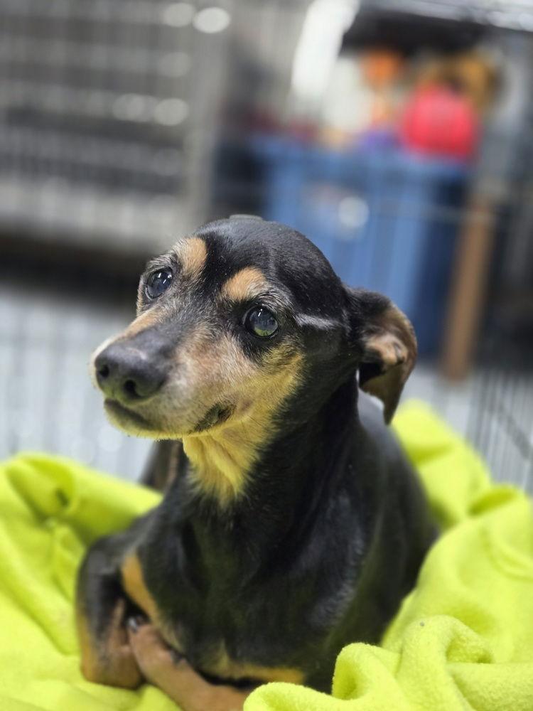 Si DD~ — thumbnail 2