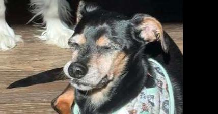 Si DD~ — thumbnail 3