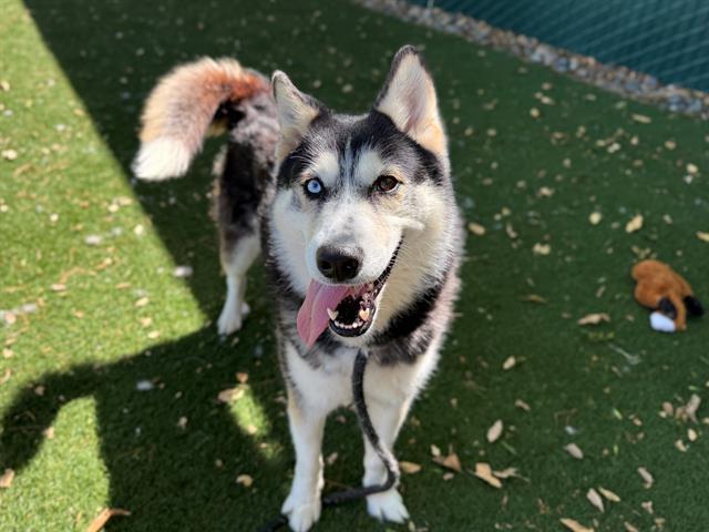 LILA, Adoptable, Young Female Siberian Husky & German Shepherd Dog.