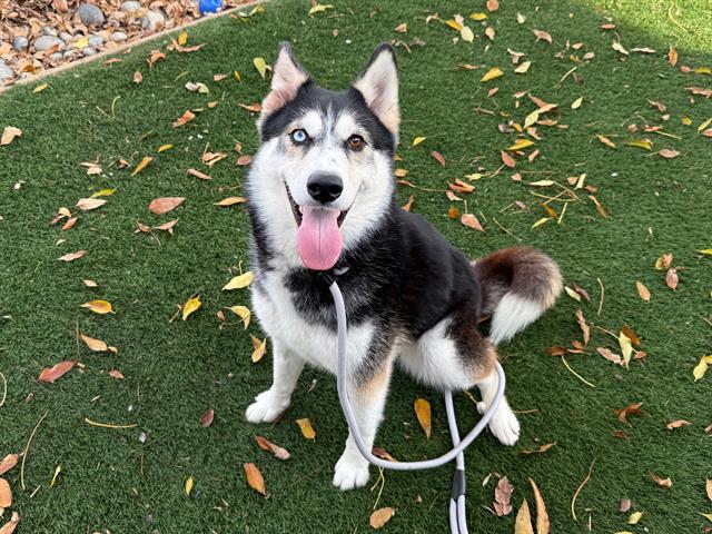 LILA, Adoptable, Young Female Siberian Husky & German Shepherd Dog.
