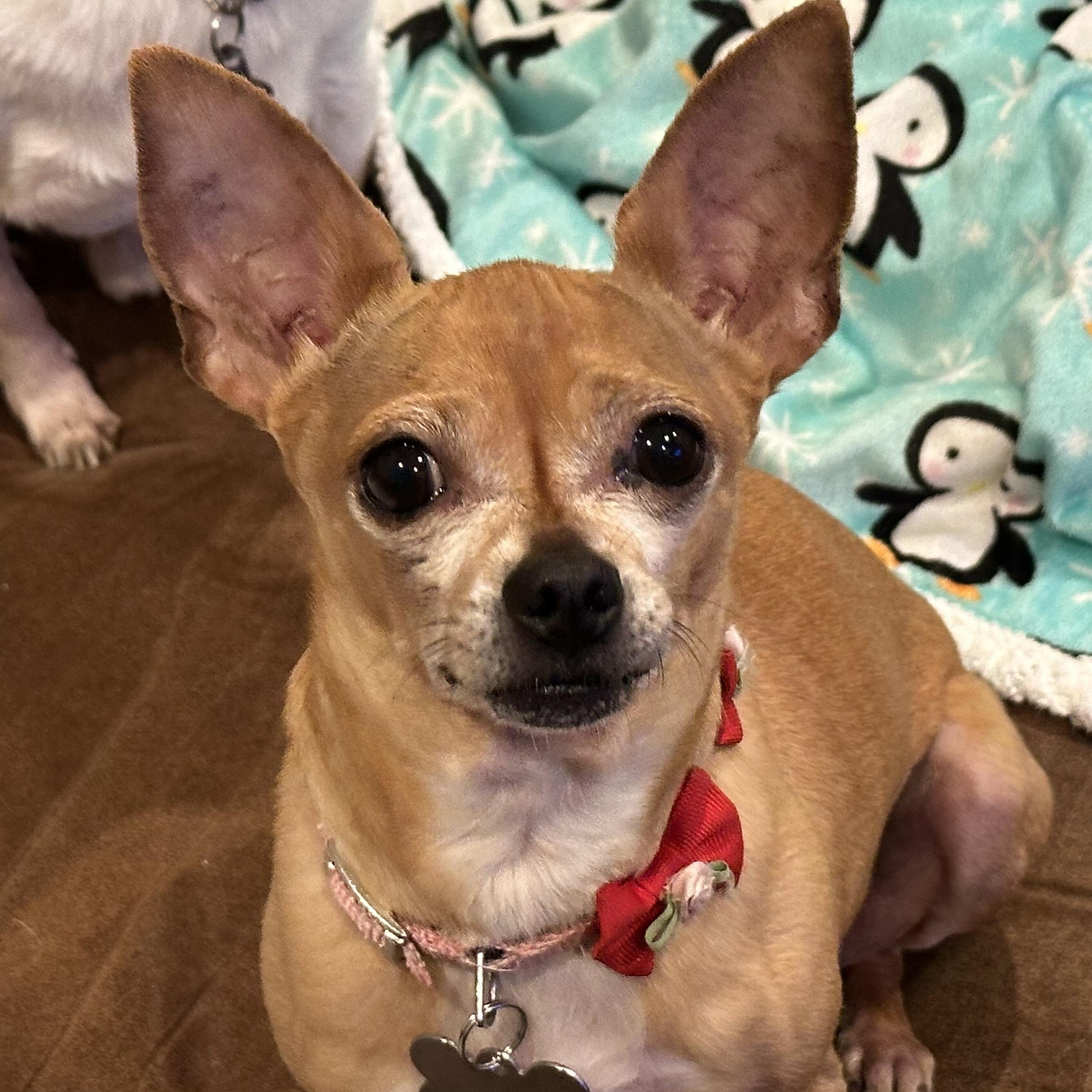 Sweet Pea, ADOPTABLE, Adult Female Chihuahua.