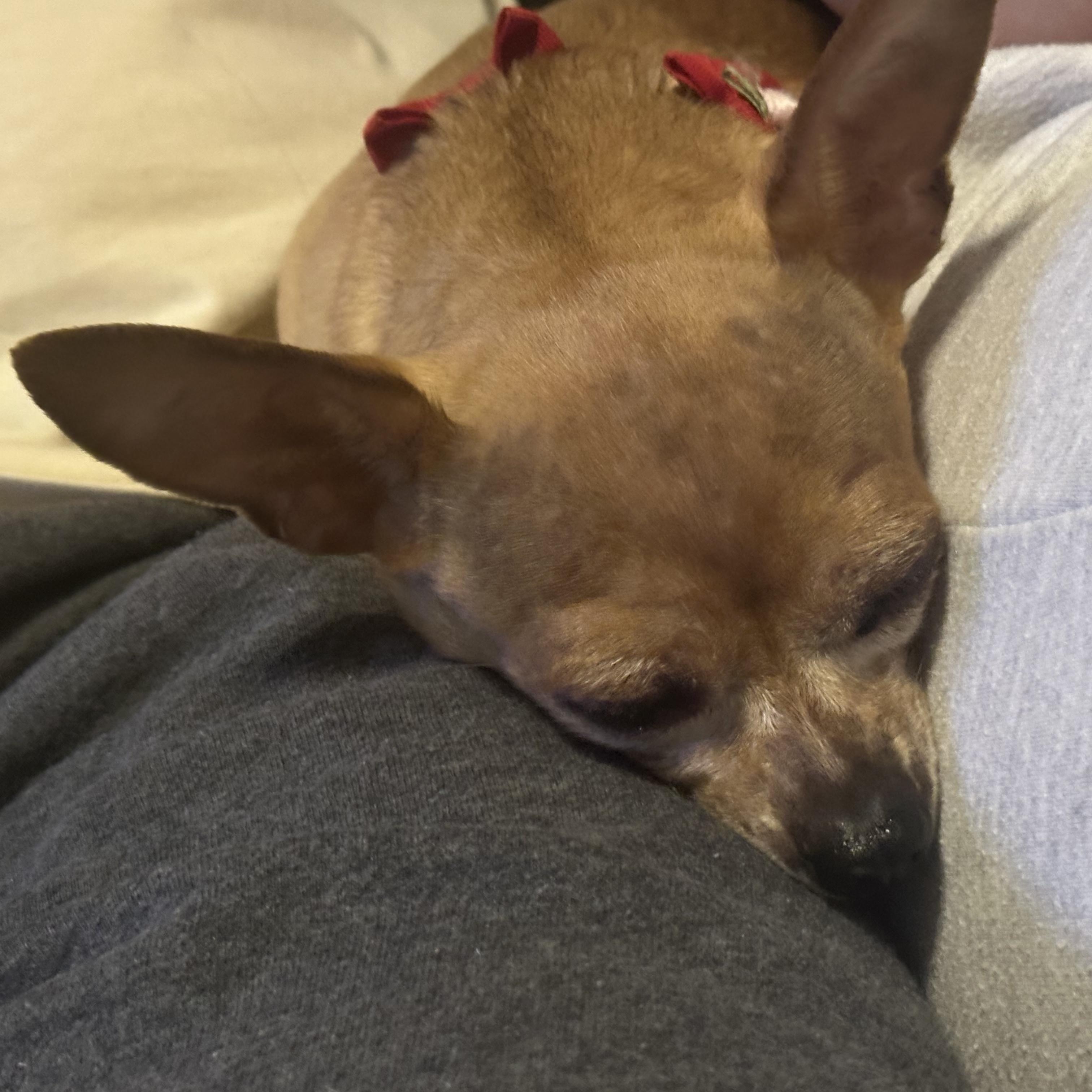 Enlarge Sweet Pea, a ADOPTABLE mixed breed in Plano, TX image 2/4