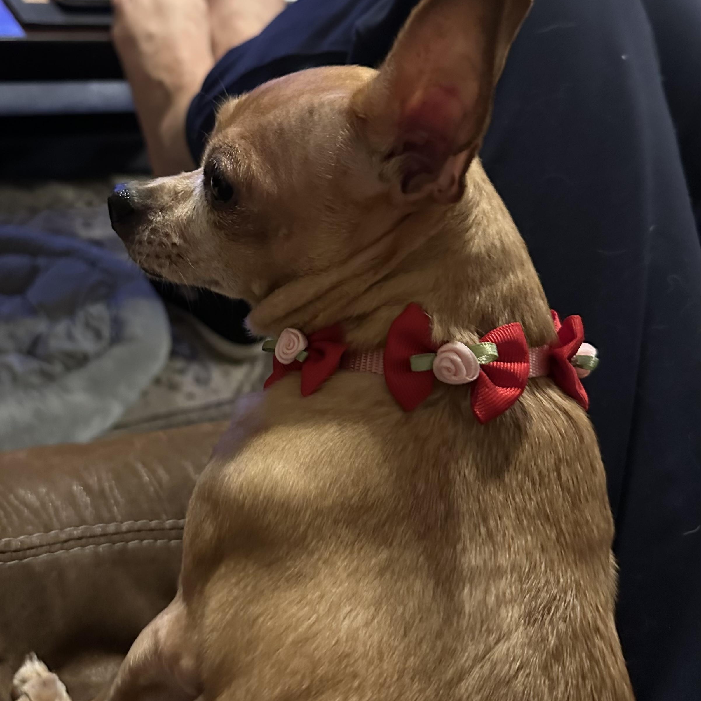 Enlarge Sweet Pea, a ADOPTABLE mixed breed in Plano, TX image 3/4