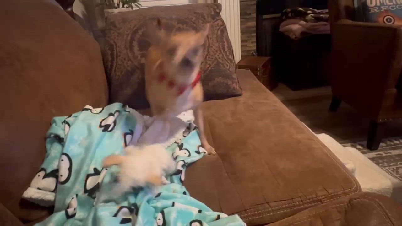 Enlarge Sweet Pea, a ADOPTABLE mixed breed in Plano, TX video 4/4