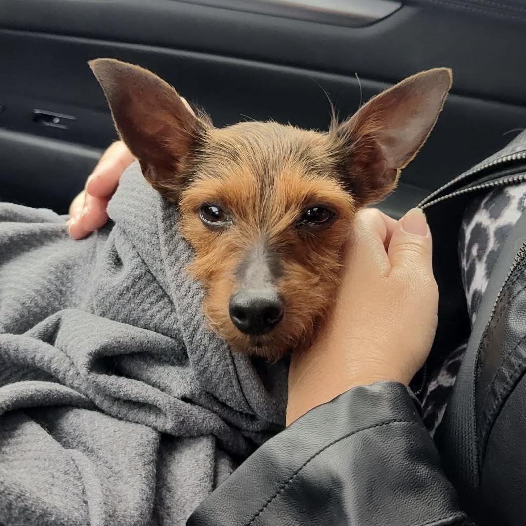 Benji, Adoptable, Young Male Terrier & Mixed Breed.