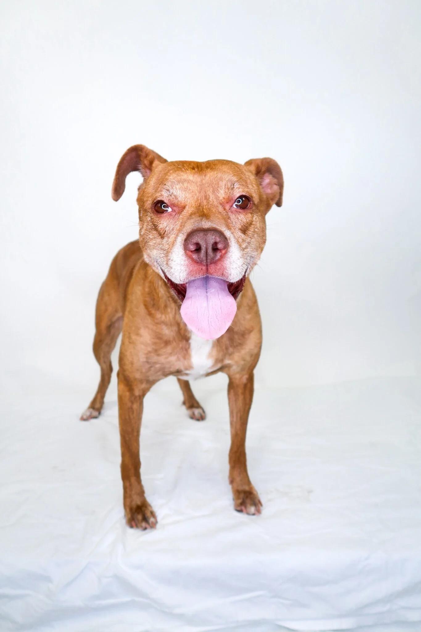 Edith, a Adoptable mixed breed in Bixby, OK image 1/4