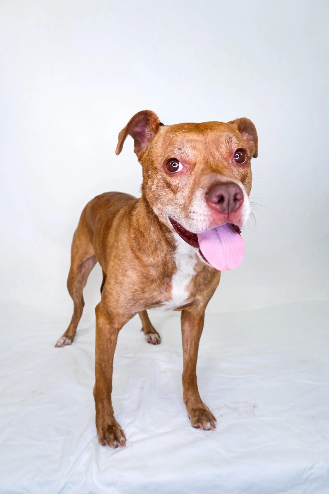 Edith, a Adoptable mixed breed in Bixby, OK image 2/4