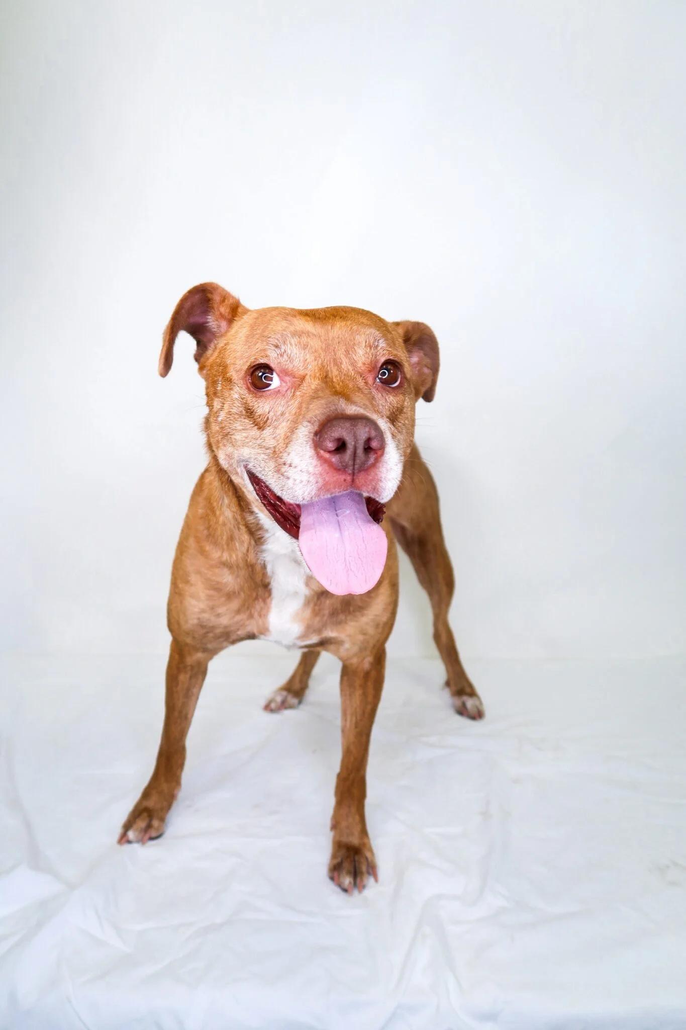 Edith, a Adoptable mixed breed in Bixby, OK image 3/4