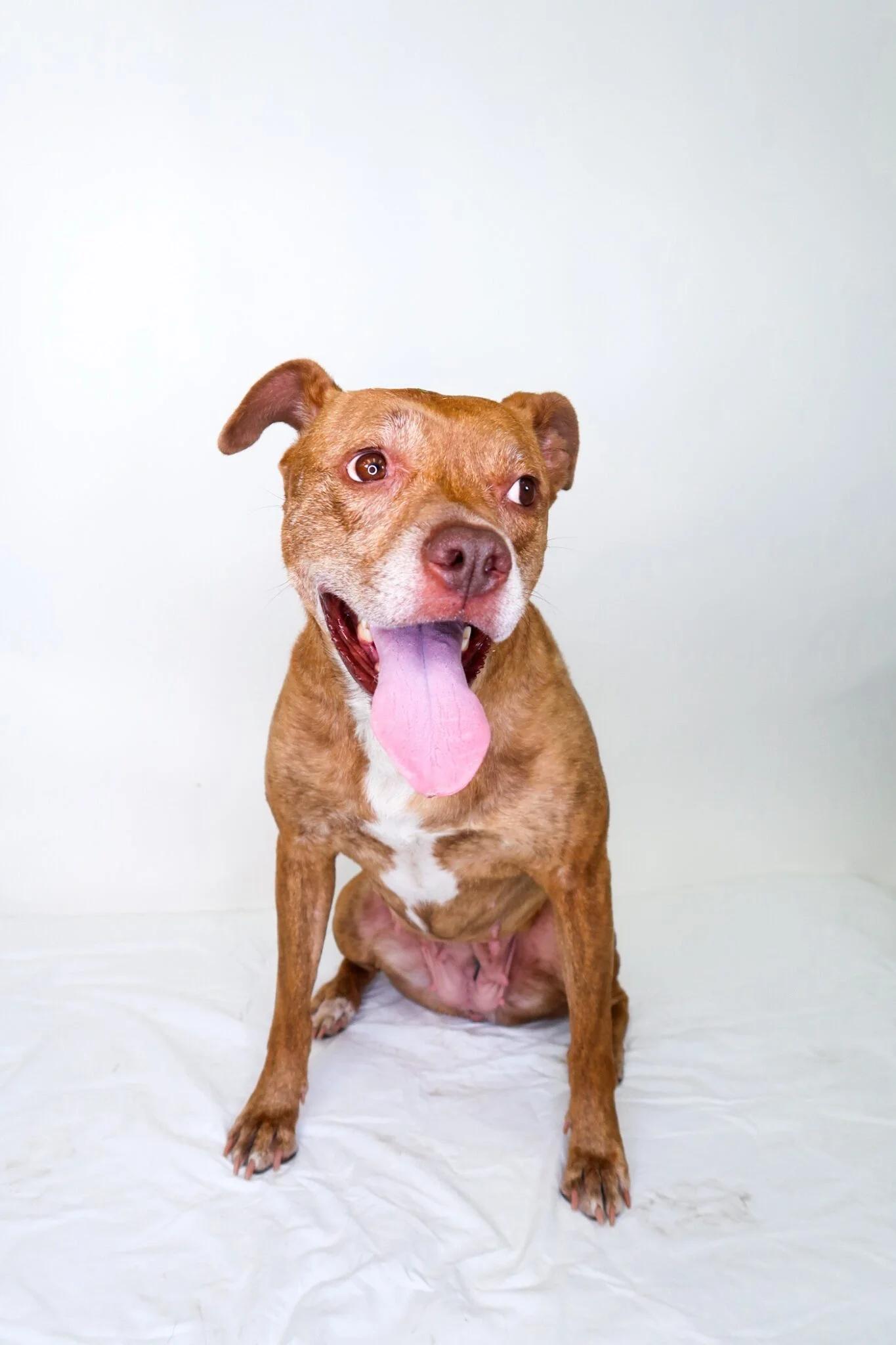 Edith, a Adoptable mixed breed in Bixby, OK image 4/4