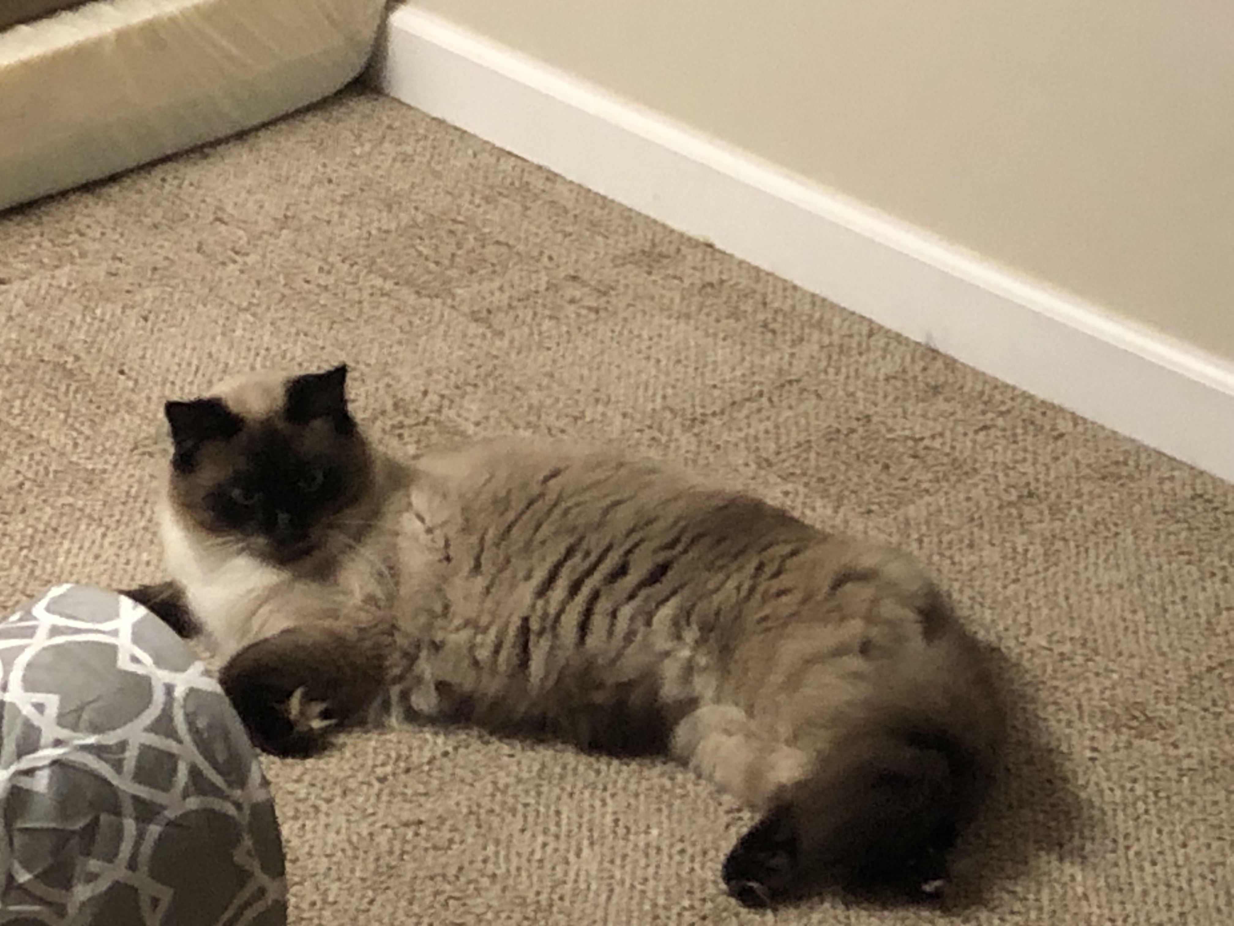 Enlarge Oreo, a Adoptable Siamese in Garden City, MI image 1/4