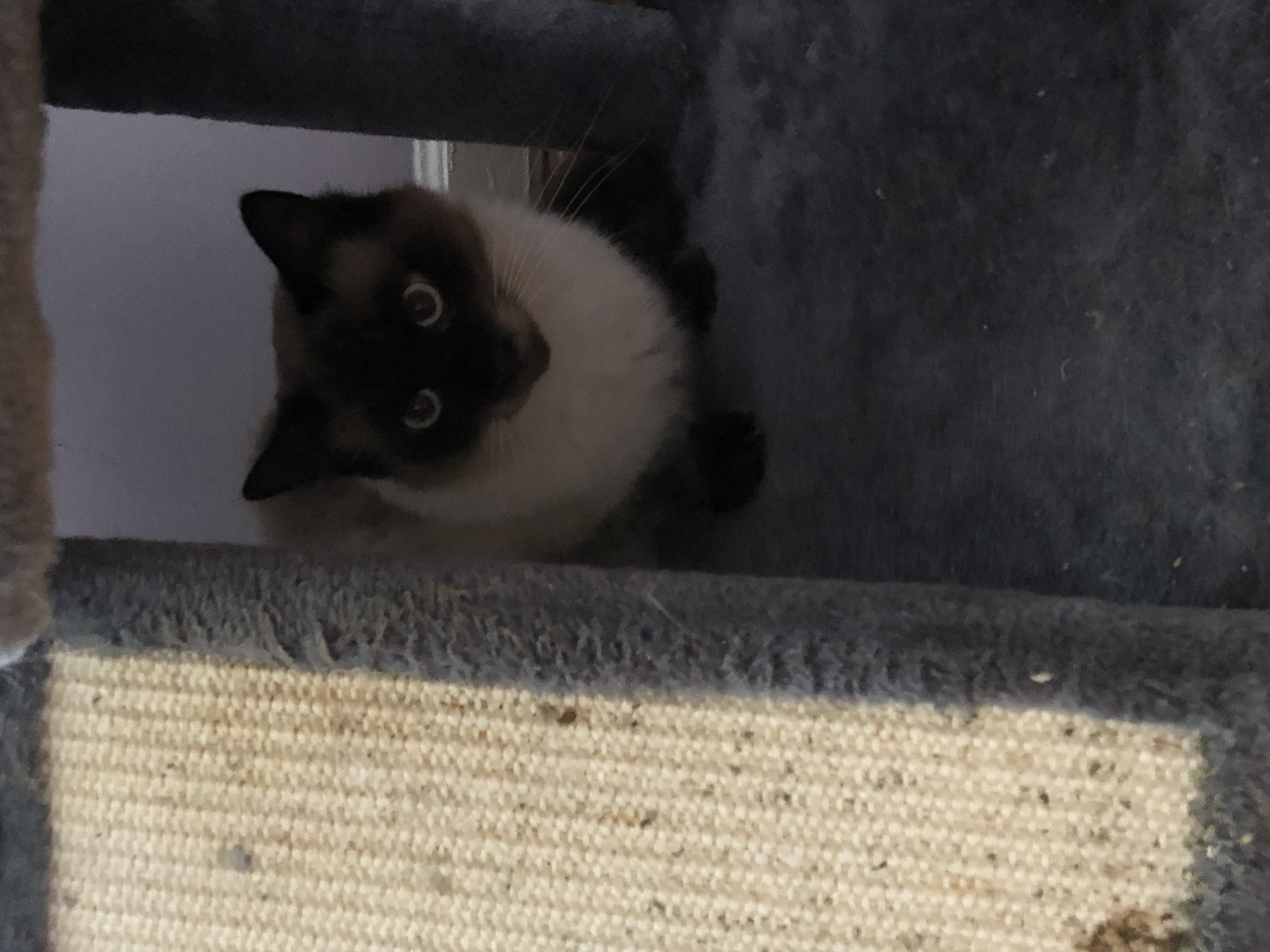 Enlarge Oreo, a Adoptable Siamese in Garden City, MI image 2/4