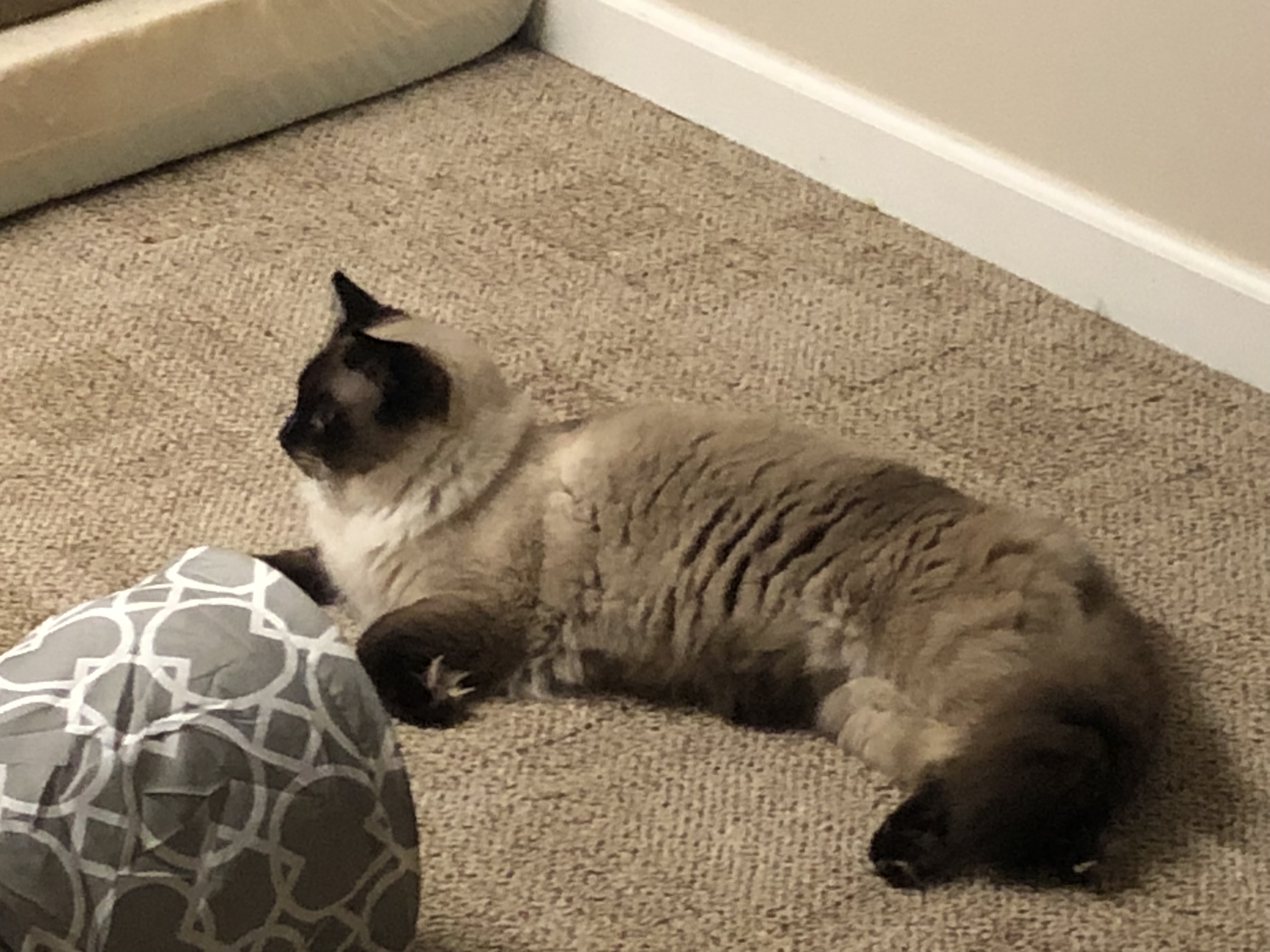 Enlarge Oreo, a Adoptable Siamese in Garden City, MI image 3/4