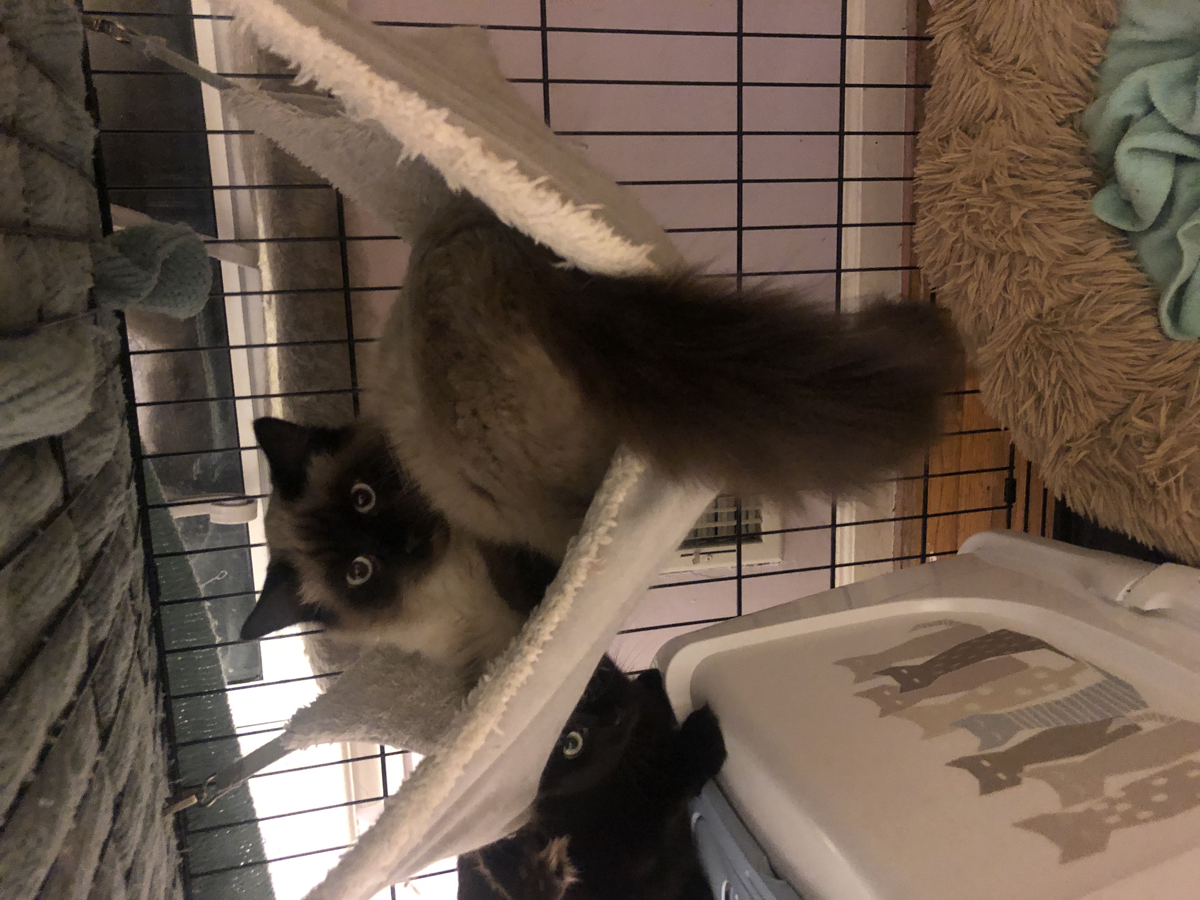 Enlarge Oreo, a Adoptable Siamese in Garden City, MI image 4/4
