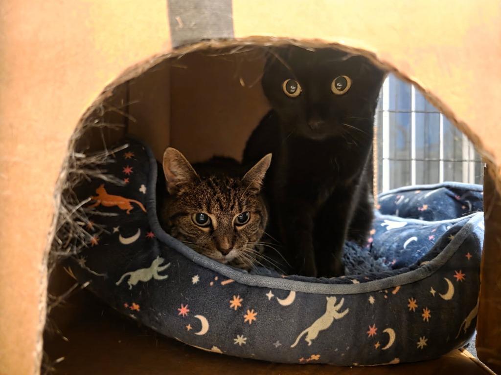 Shadow, Adoptable, Senior Female Domestic Short Hair.