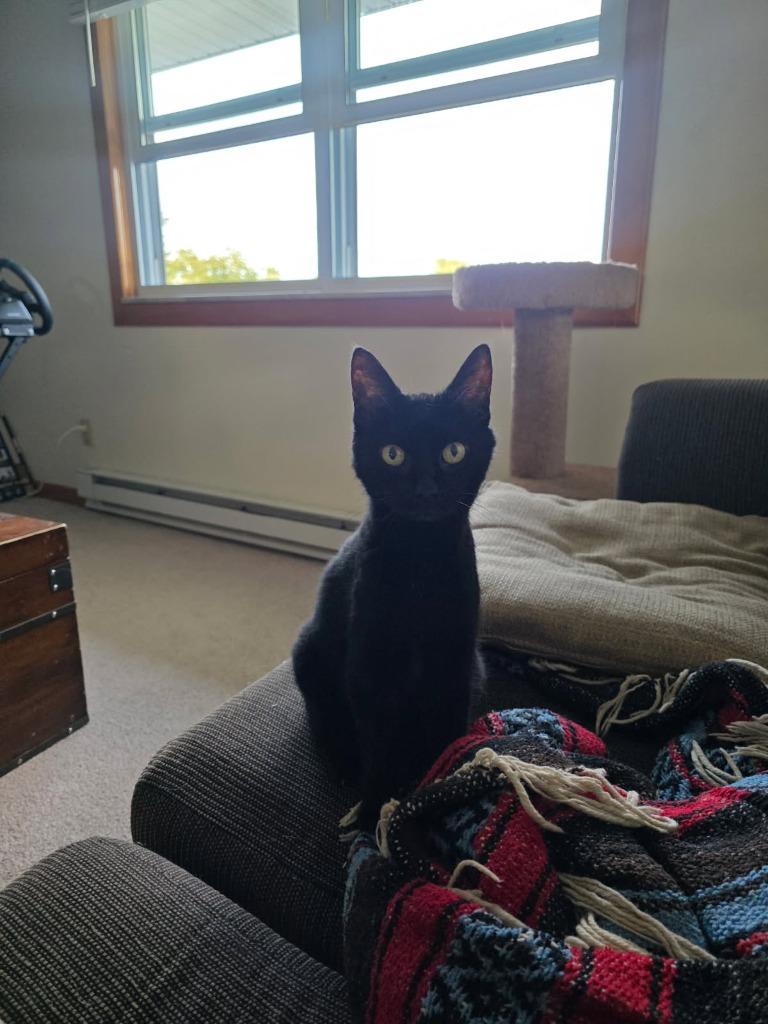 Enlarge Shadow, a Adoptable mixed breed in Cincinnati, OH image 2/2