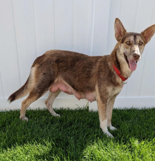 Enlarge Brownie, a Adoptable mixed breed in Yankton, SD image 1/3