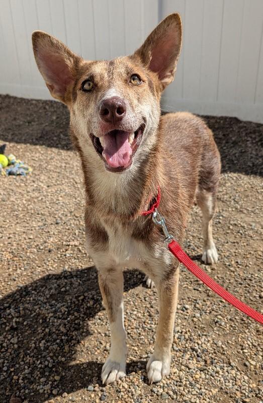 Enlarge Brownie, a Adoptable mixed breed in Yankton, SD image 2/3
