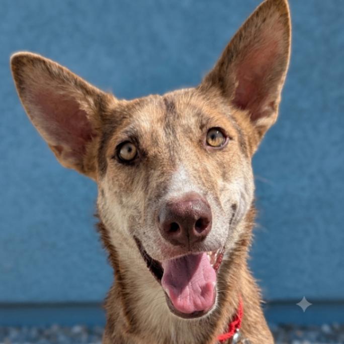 Enlarge Brownie, a Adoptable mixed breed in Yankton, SD image 3/3