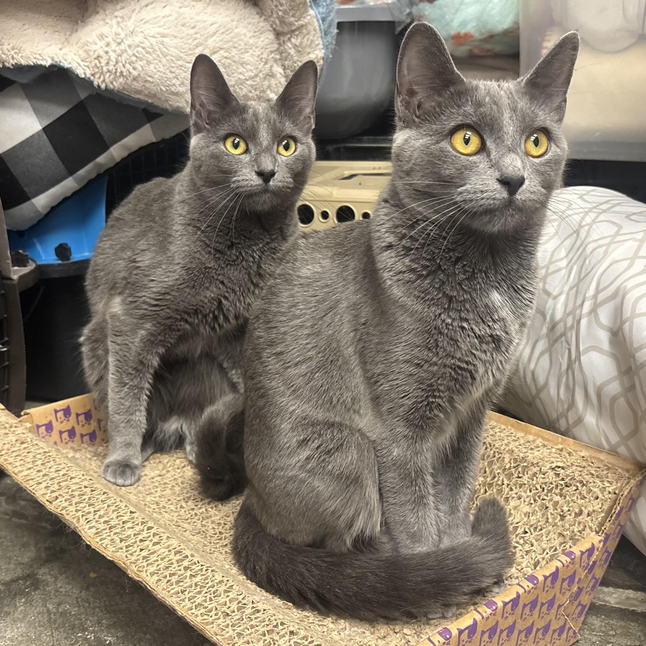 Molly and Mickie, a ADOPTABLE Domestic Short Hair in Waynesburg, PA image 6/6