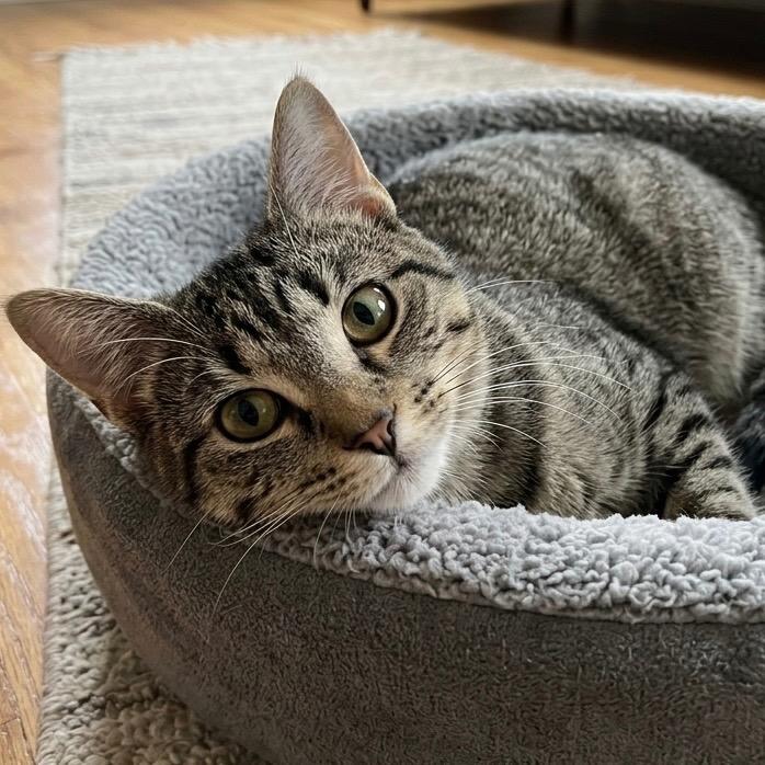 Kane, Adopted, Kitten Male Domestic Short Hair.