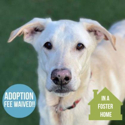 Spirit, adoptable, Senior Male Labrador Retriever & German Shepherd Dog.