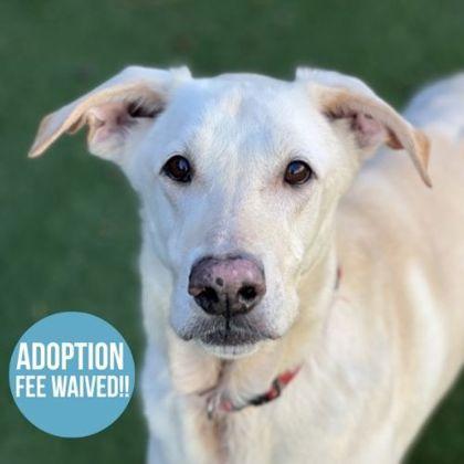 Spirit, ADOPTABLE, Senior Male Black Labrador Retriever & German Shepherd Dog.