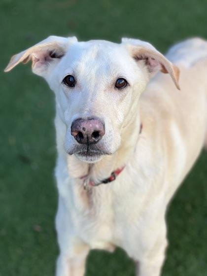 Enlarge Spirit, a ADOPTABLE mixed breed in Sacramento, CA image 3/4