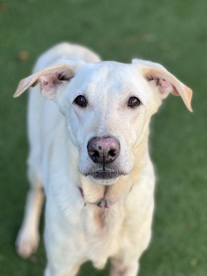 Enlarge Spirit, a ADOPTABLE mixed breed in Sacramento, CA image 2/4